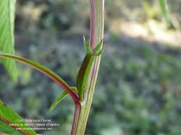 Image result for Ludwigia erecta