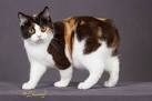 Calico Cats Details and Breeds - The Spruce Pets