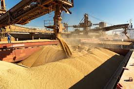 Image result for Brazzeia soyauxii