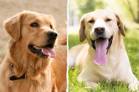 Golden Retriever Vs Labrador Which One To Choose Dogsplanet Com