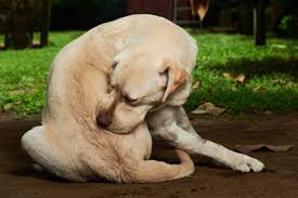 We have warm hearts for cold noses! Brent Air Animal Hospital Home Facebook