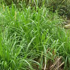 Image result for Cenchrus purpureus