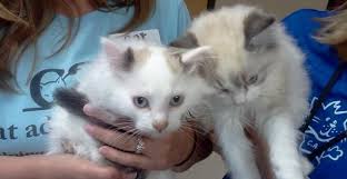 If negative/tragic messaging drive new adopters away from pet adoption, what works? Features Portland Society Page