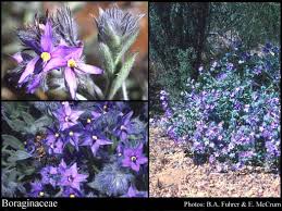 Image result for Boraginaceae