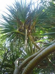 Image result for Hilsenbergia petiolaris