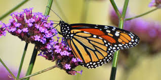 You can mail in an envelope or choose a secure online transaction below. Wisconsin Monarch Collaborative