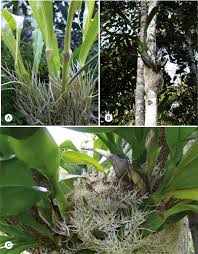 Image result for Sabicea dinklagei