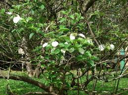 Image result for Mussaenda frondosa