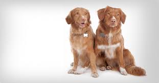 Image result for nova scotia duck tolling retrívr