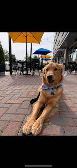 Come into tonight and enjoy one of our ketel one specials with our delicious tacos. Are We Dog Friendly Cabo Fish Taco Ballantyne Facebook