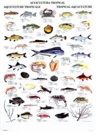 Tropical Aquaculture Pet Fish Types Of Fish Fish Chart