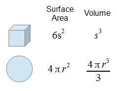Find the volume or surface area of rectangular prisms (includes decimal numbers; Surface Area To Volume Ratio Video Lesson Transcript Study Com