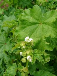 Image result for Malva