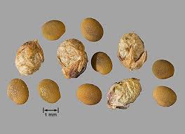 Image result for Melilotus indicus