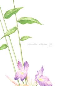 Image result for Siphonochilus