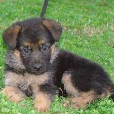 Les informations concernant les animaux à adopter sont fournies par les refuges et associations qui les ont pris en charge. Chiot Berger Allemand A Donner Home Facebook