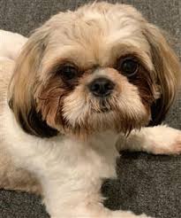 Shih Tzu Information Center | Color Explanation