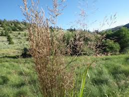 Image result for Agrostis kilimandscharica