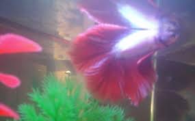 Related searches for petsmart fish tank lights: Betta Tanks Petsmart Vang Bettas