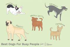 The Best Dog Breeds For Lazy People Griffon Dog Lazy Dog Breeds Dog Breeds