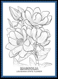 700x628 louisiana coloring pages flowers coloring page louisiana symbols. Louisiana State Flower Magnolia By Usa Facts For Kids