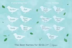 I understand that finding a name for you are giving a species that hardly eats a name inspired by food. Names For Pet Birds