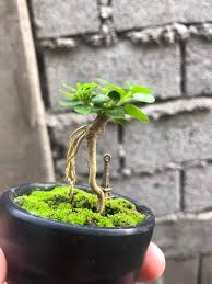 Image result for Premna mooiensis