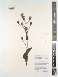 Image result for Pleiotaxis