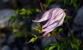 Image result for Clematis commutata