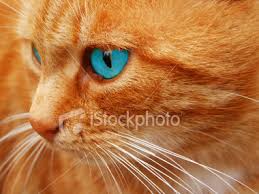 We did not find results for: Orange Blue Eyed Cat By Flashy5 On Deviantart