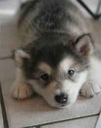 Bulu sehat terawat, sejak bayi, selain mengkonsumsi asi induk juga menggunakan susu formula khusus anjing. 190 Alaskan Malamute Ideas Alaskan Malamute Malamute Alaskan