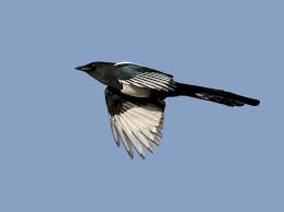 This common, large songbird is familiar to many people, with its perky crest; Eurasian Magpie Ebird