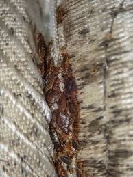 Image result for bedbugs on mattress