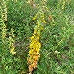 Image result for Crotalaria trichotoma