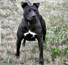 Sep 28, 2020 · black pitbull terrier is a very common variation of an american staffordshire terrier and american pit bull terrier breeds. Black Pitbull Pitbull Dog Pitbulls Pitbull Terrier