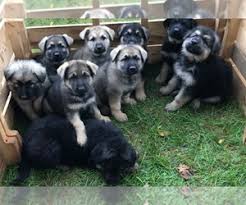 Sable german shepherds that possess this coat pattern is characterized of tan patches mainly found in their legs, chests, tails, and cheeks. View Ad German Shepherd Dog Puppy For Sale Near Iowa Aplington Usa Adn 159298