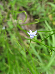 Image result for Wahlenbergia flexuosa