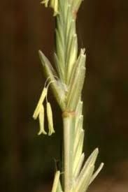 Image result for Aptosimum elongatum