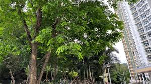Image result for Pterocarpus indicus
