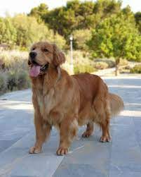 Find golden retriever in dogs & puppies for rehoming | 🐶 find dogs and puppies locally for sale or adoption in canada : Do You Know All The Different Types Of Golden Retrievers K9 Web
