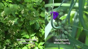 Maybe you would like to learn more about one of these? Shade Garden Plants Trisha Shirey Barbara Wise Central Texas Gardener Youtube