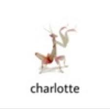 As a qualified entomologist i have been fascinated by the large and successful group. Charlotte The Mantis Stupid Memes Funny Memes Mood Pics