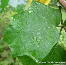 Image result for Solanum scabrum