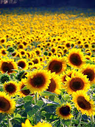 Sunflower Field North Of Barcelona Sunflower Fields Sunflower Pictures Flower Field