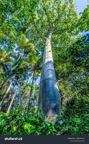 Image result for Pearsonia cajanifolia