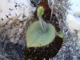 Image result for Holothrix villosa