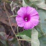 Image result for Ipomoea rubens