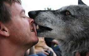“Raven, a Gray Wolf who resides at Mission: Wolf, greeting a visitor enthusiastically” - raven_greeting