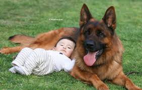 With these pups pedigree and back ground they should do well in both the show and ipo ring or make exceptional family dogs. Light Sable German Shepherd Puppies For Sale Online Shopping