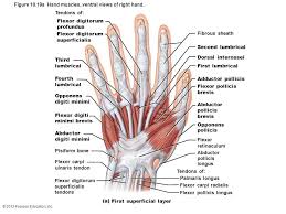 Image Result For Muscles Of The Wrist And Hand Posterior View